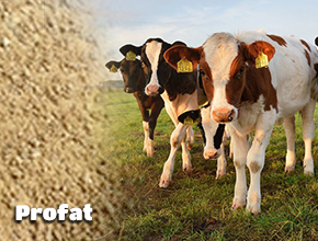 rumen by-pass yağ