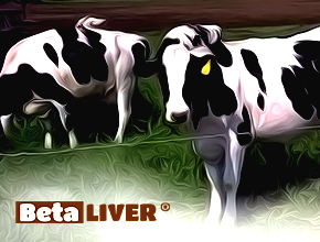 beta liver ruminantlar için karaciğer desteği